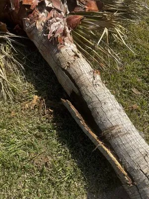 Sticks Tree Service Logo