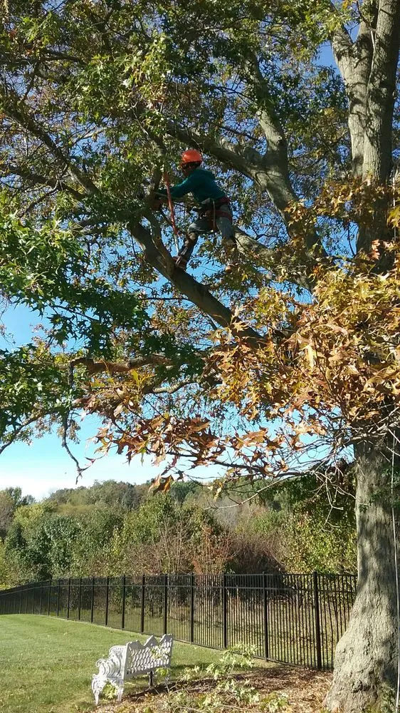 Professional lawn mowing service in Norristown, PA by Stiefel Lawn & Tree Services