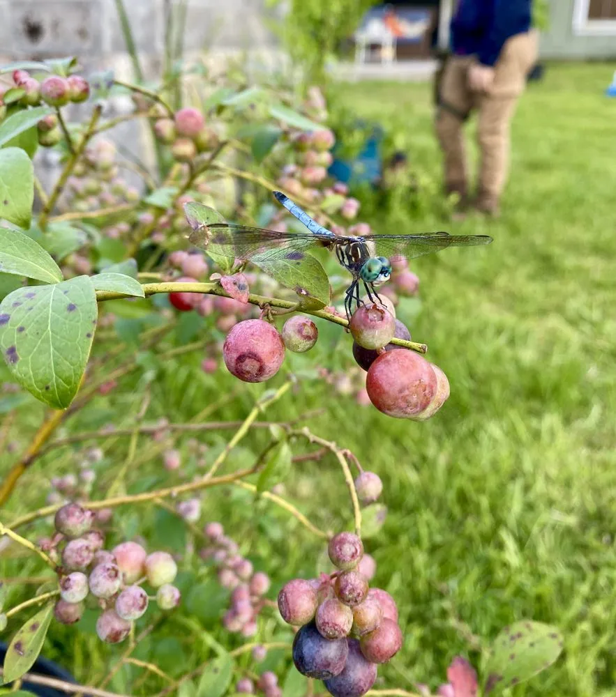 Custom landscape design in Tallahassee, FL - Stillwater Nurseries