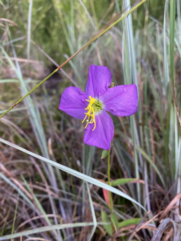 Professional yard maintenance experts serving Tallahassee, FL - Stillwater Nurseries