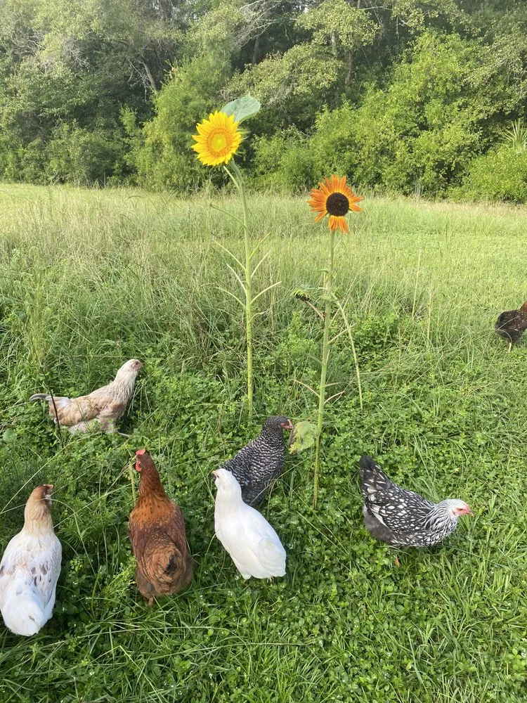 Affordable garden landscaping in Tallahassee, FL - Stillwater Nurseries