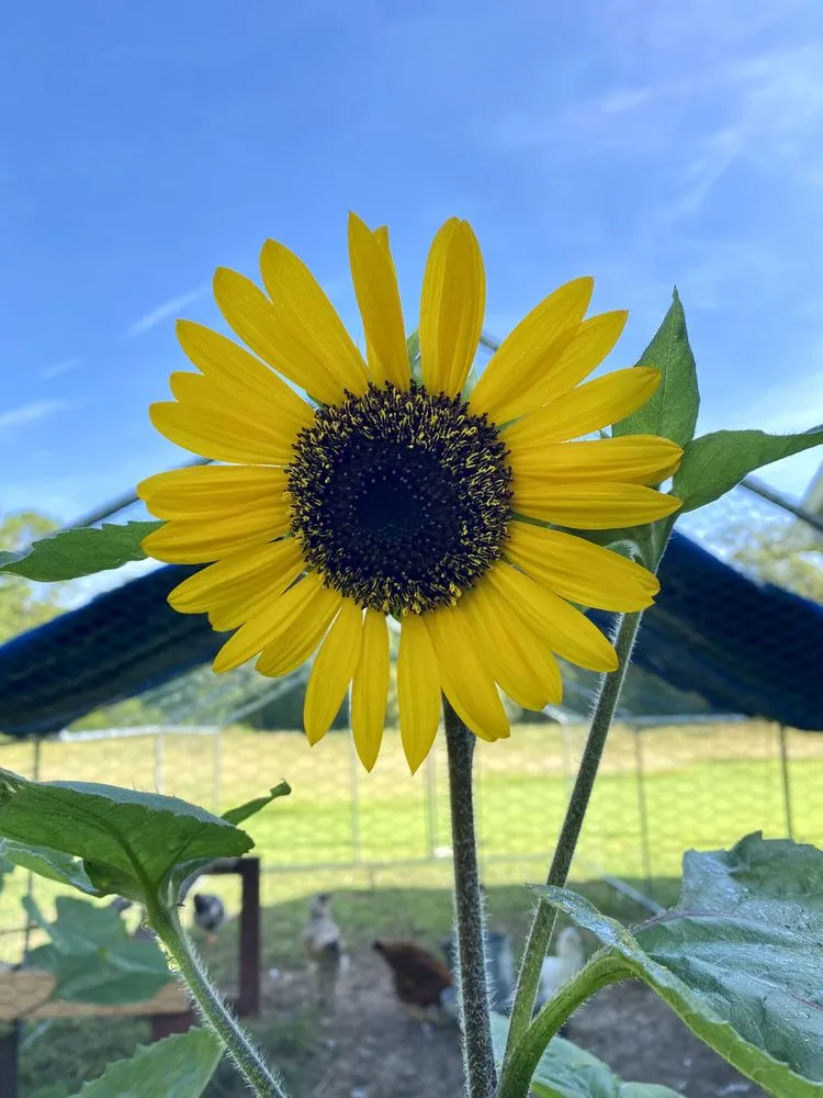 Expert landscaping services in Tallahassee, FL by Stillwater Nurseries