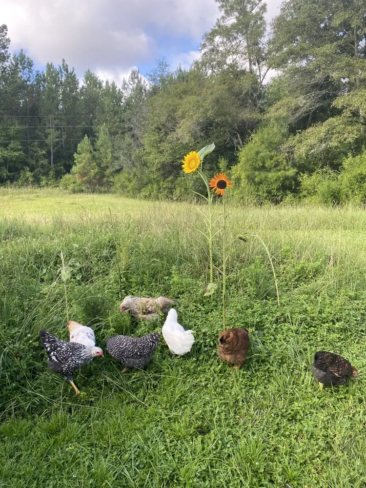 Trusted residential landscaping experts serving Tallahassee, FL - Stillwater Nurseries