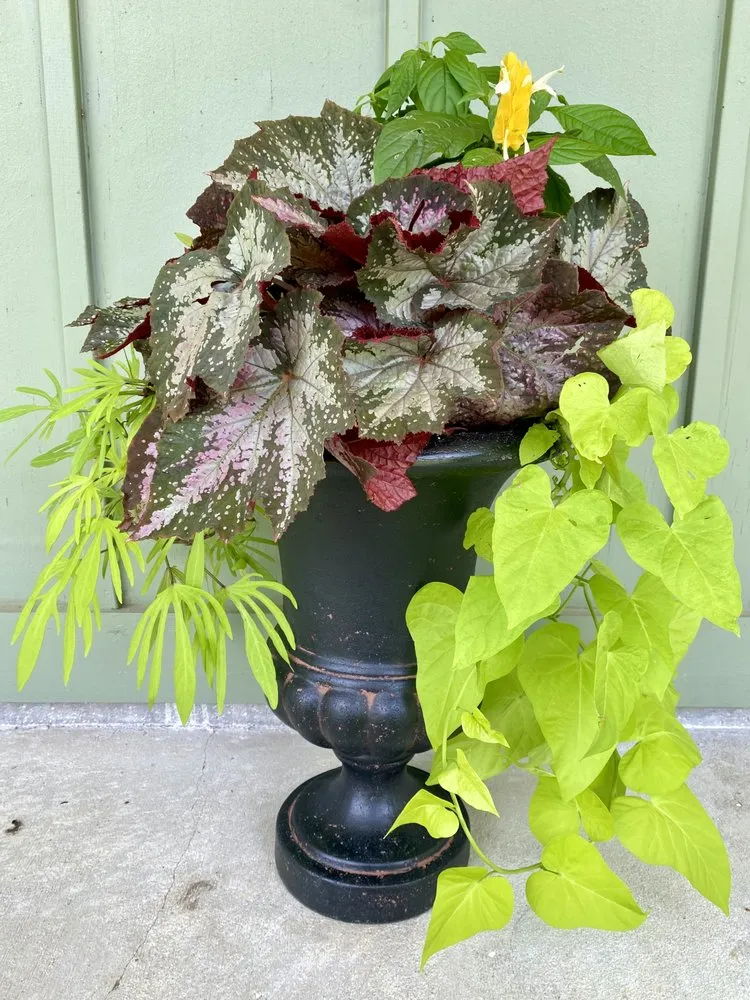 Professional garden landscaping in Tallahassee, FL - Stillwater Nurseries