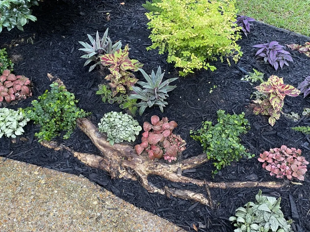 Local yard maintenance for year-round maintenance across Tallahassee, FL - Stillwater Nurseries