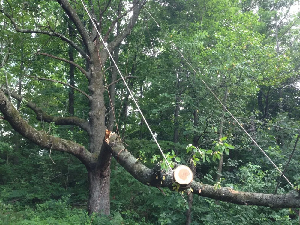 Reliable yard cleanup service in Telford, PA by Stix & Stones