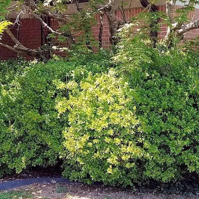 Custom yard cleanup service near you across St. Louis, MO - Stl Elite Services