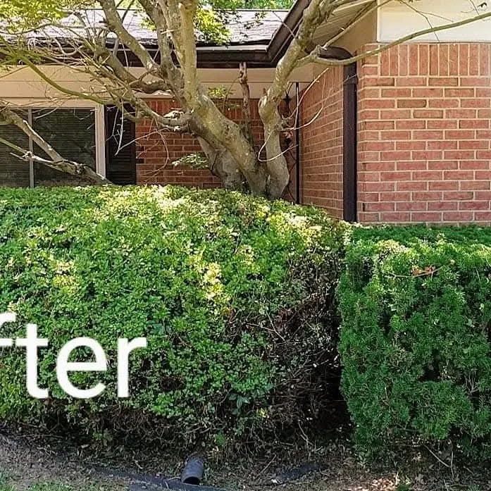 Affordable yard cleanup service for homes in St. Louis, MO by Stl Elite Services