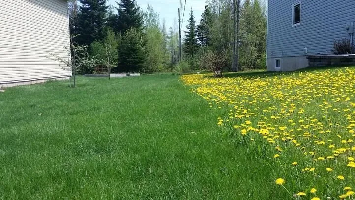 Local yard maintenance in St. Charles, MO by STL Organic Lawn Care