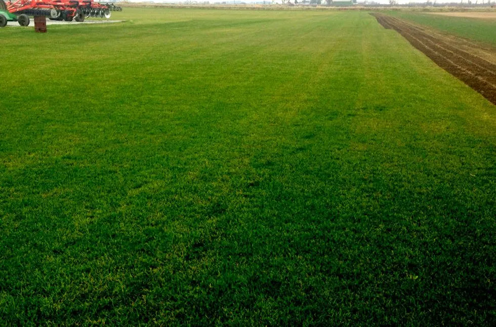 Top-rated outdoor landscaping for beautiful yards in Reese, MI by Stockmeyer Sod Farm