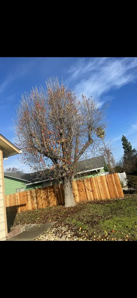 Expert lawn care service experts serving Stockton, CA - Stockt One General Landscape