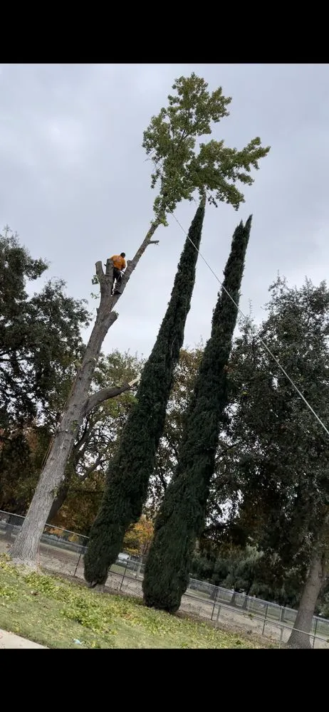 Local yard cleanup service in Stockton, CA - Stockt One General Landscape