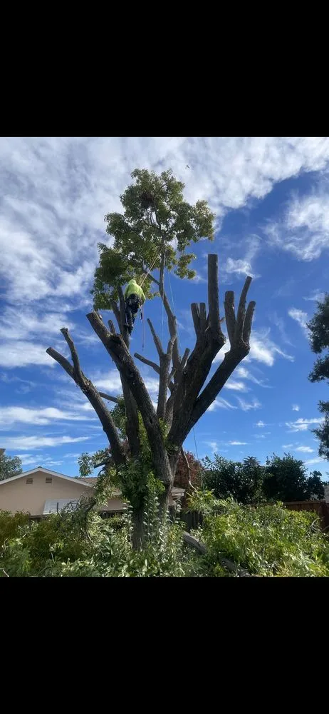 Affordable outdoor landscaping for year-round maintenance across Stockton, CA - Stockt One General Landscape