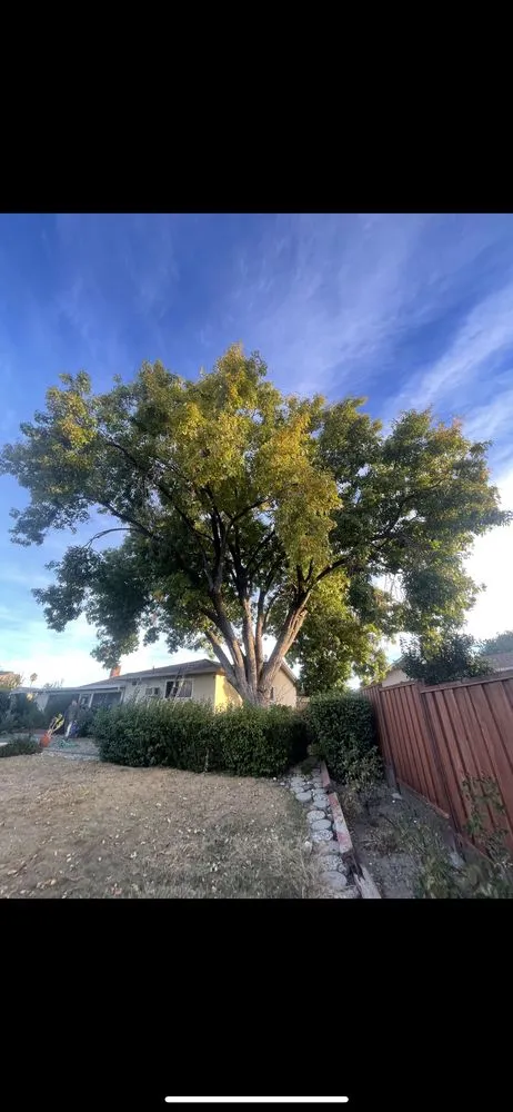 Reliable lawn care service in Stockton, CA - Stockt One General Landscape