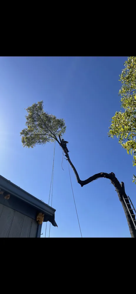 Professional lawn mowing service experts serving Stockton, CA - Stockt One General Landscape