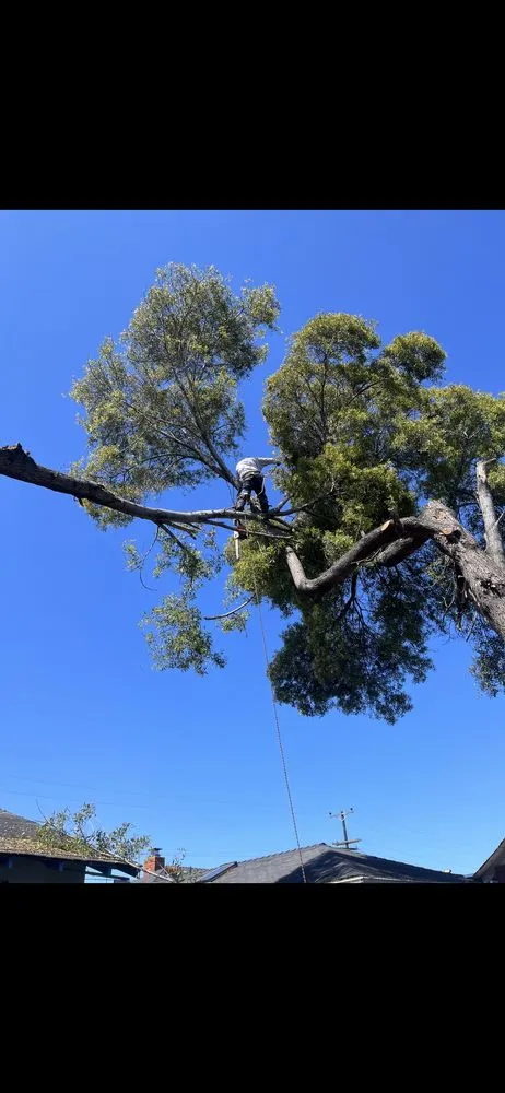 Trusted yard maintenance experts serving Stockton, CA - Stockt One General Landscape