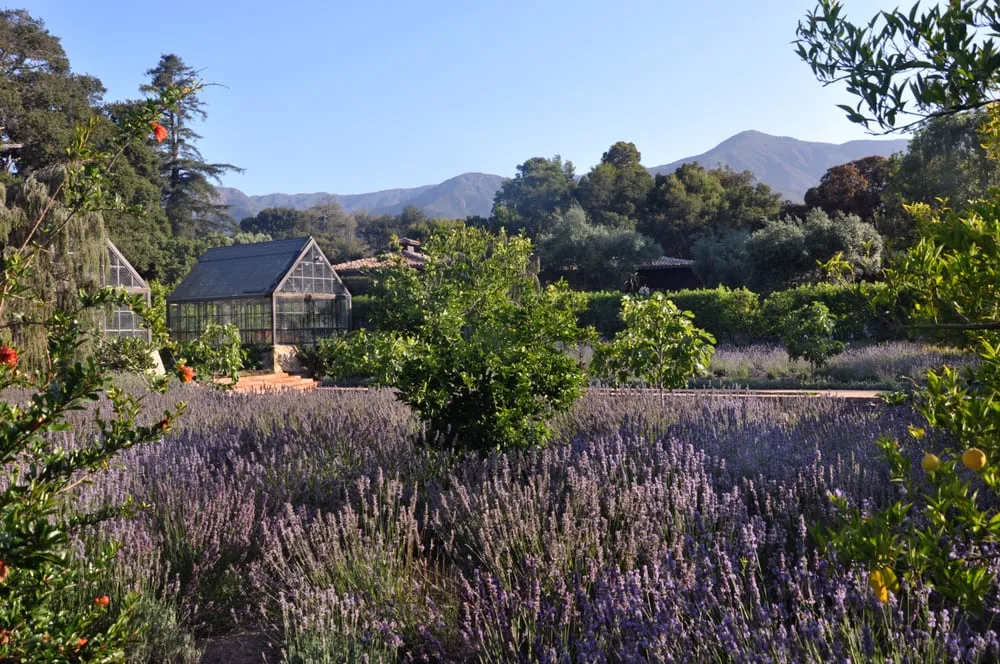 Expert yard maintenance in Goleta, CA by Stone & Earth Landscapes