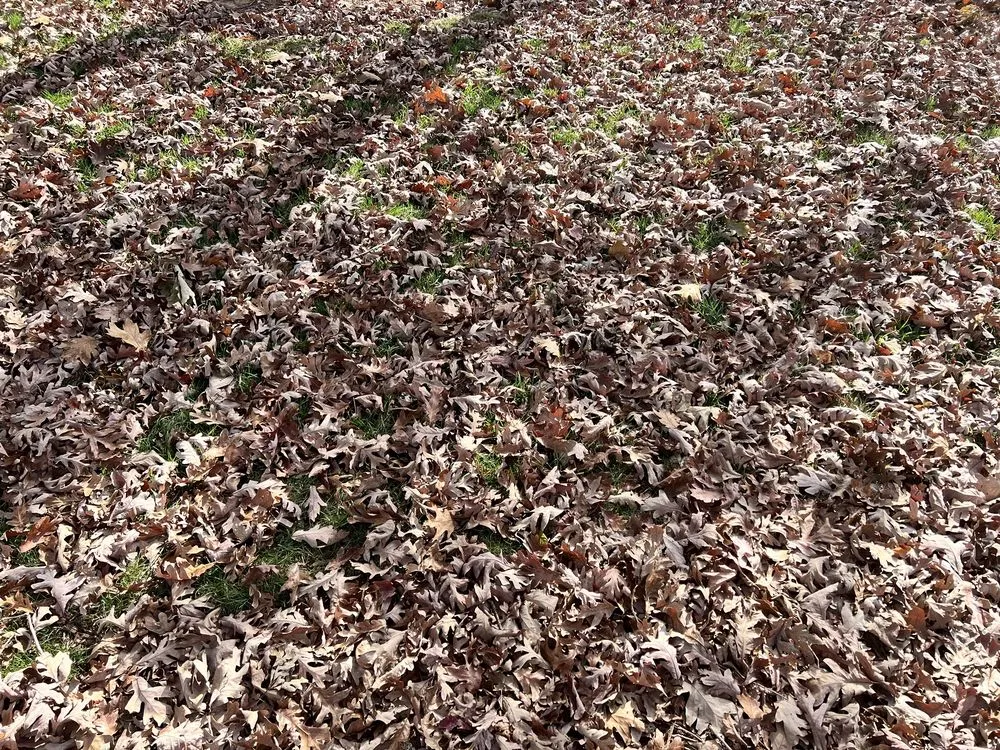 Expert lawn care service in Apex, NC by Stone Creek Landscaping