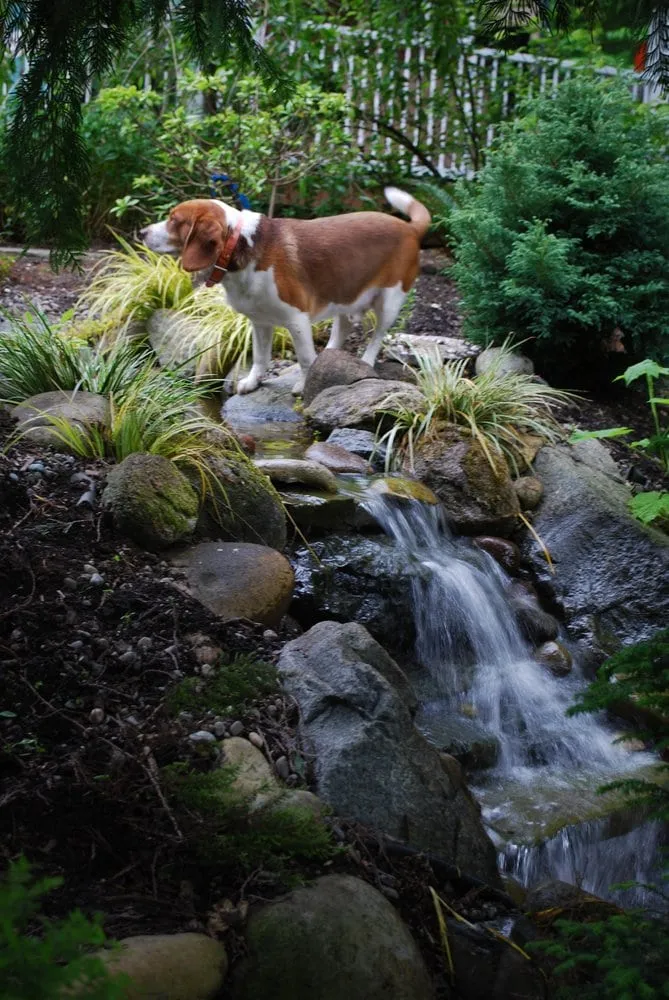 Local lawn care service experts serving Tenino, WA - Stone People