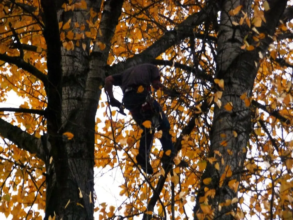 Trusted residential landscaping in Seattle, WA by Stone Tree Services