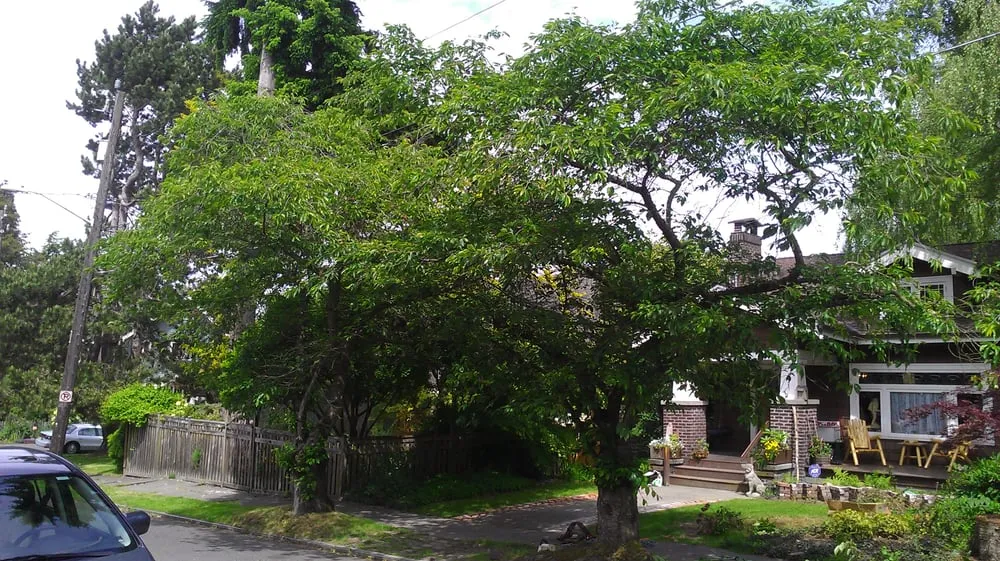 Trusted landscaping services in Seattle, WA by Stone Tree Services