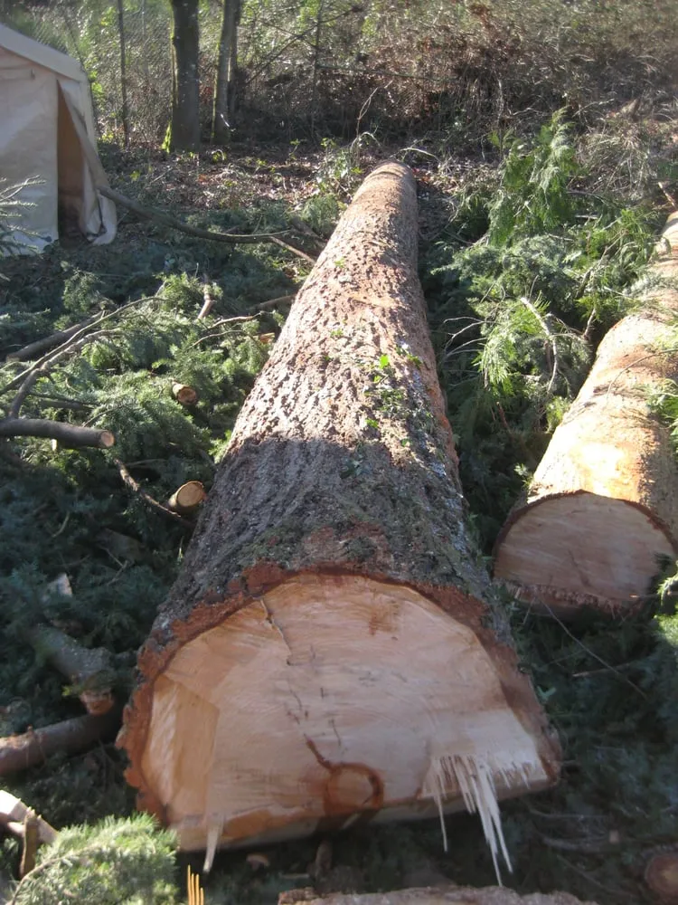 Trusted lawn care service in Seattle, WA by Stone Tree Services