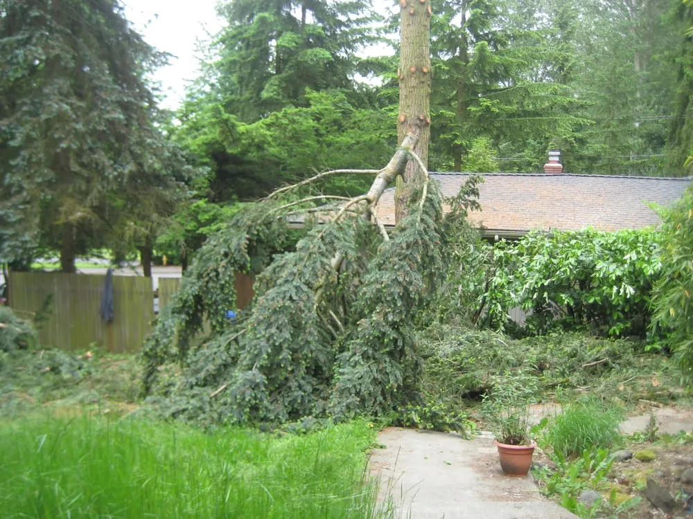 Reliable residential landscaping in Seattle, WA - Stone Tree Services