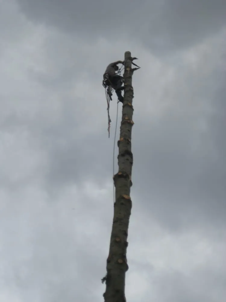 Trusted yard maintenance in Seattle, WA - Stone Tree Services