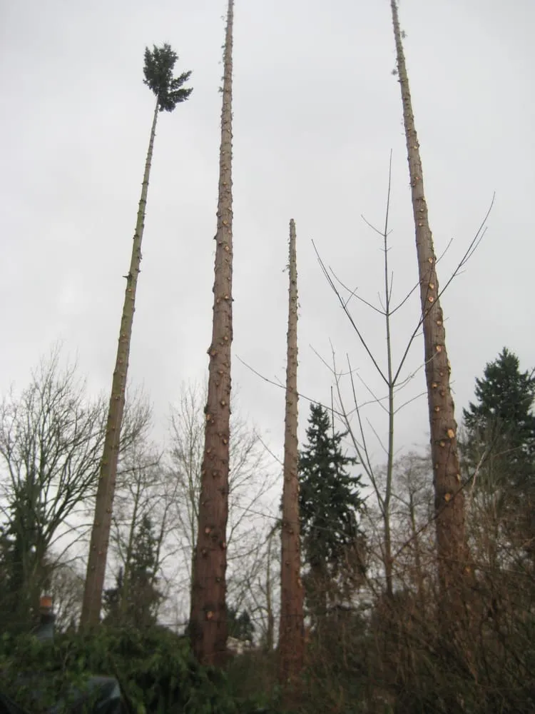 Professional yard maintenance in Seattle, WA - Stone Tree Services