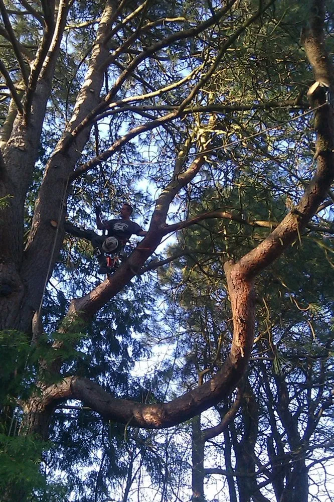 Custom lawn mowing service in Seattle, WA - Stone Tree Services