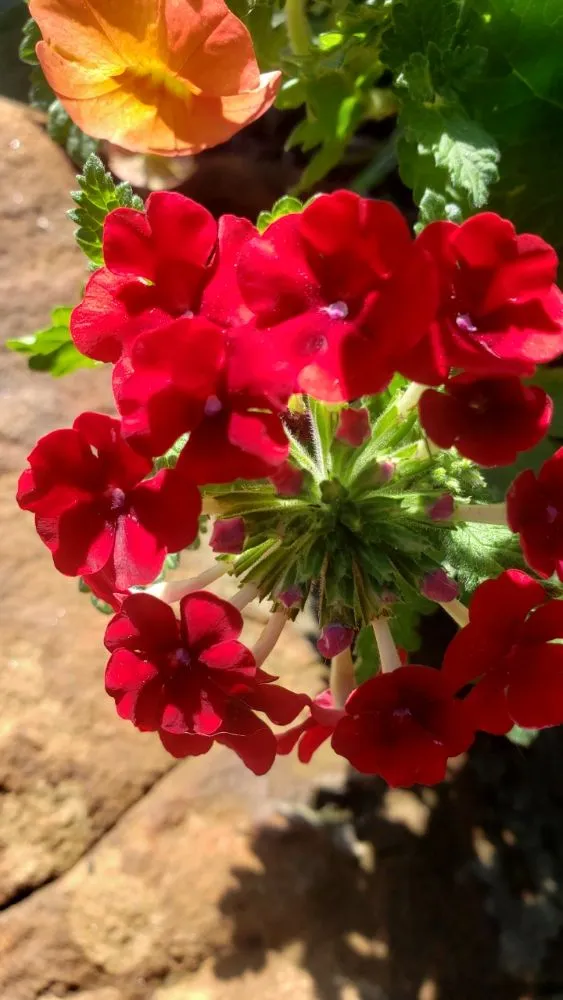 Local landscaping services for year-round maintenance across The Colony, TX - Stonebridge Lawn & Garden