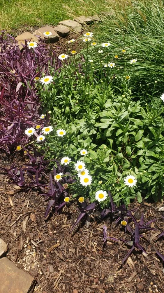 Custom landscape installation for year-round maintenance in The Colony, TX by Stonebridge Lawn & Garden