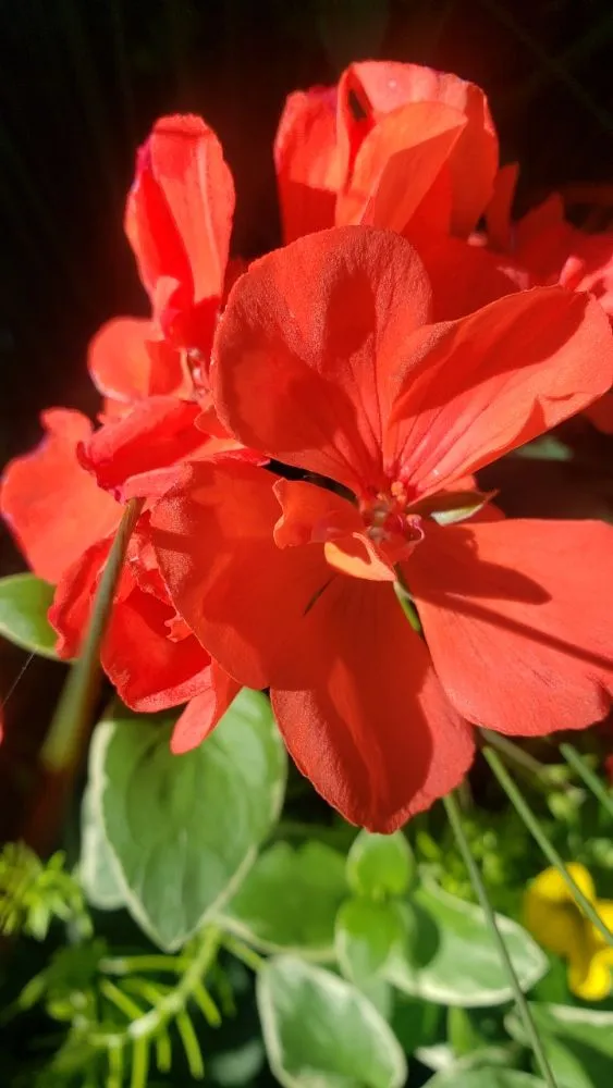 Reliable landscape installation for homes across The Colony, TX - Stonebridge Lawn & Garden