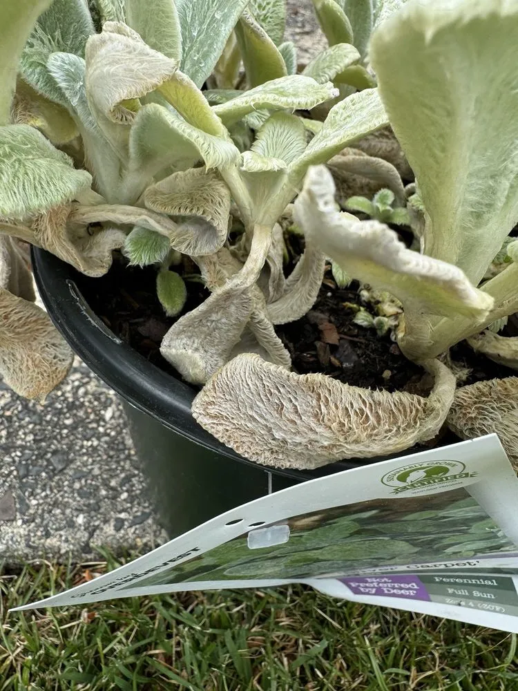 Top-rated lawn care service for beautiful yards across Newington, CT - Stonehedge Landscaping & Garden Center