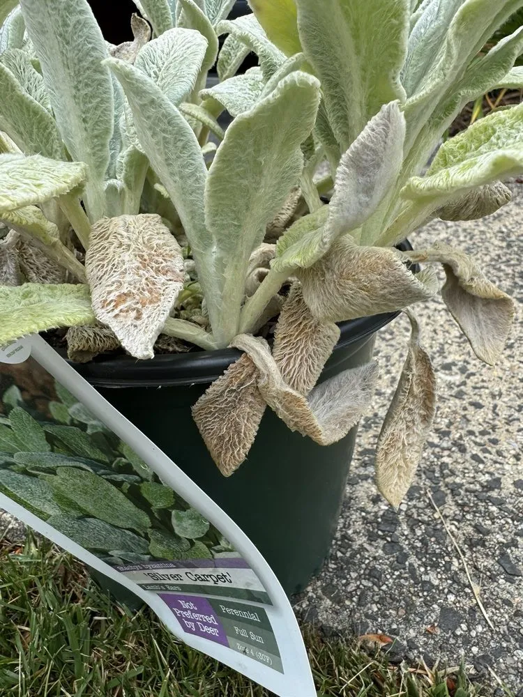 Local landscape design experts serving Newington, CT - Stonehedge Landscaping & Garden Center