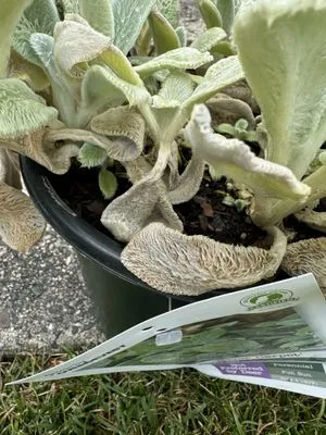 Stonehedge Landscaping & Garden Center Logo