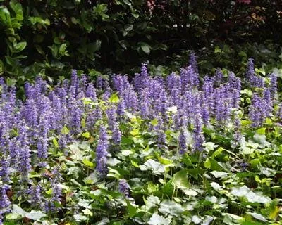 Trusted yard cleanup service experts serving Lake City, FL - Stoneridge Management