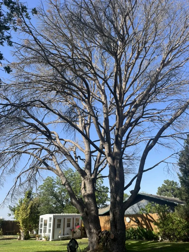 Local yard cleanup service in Midland, TX by Stones Lawn & Tree