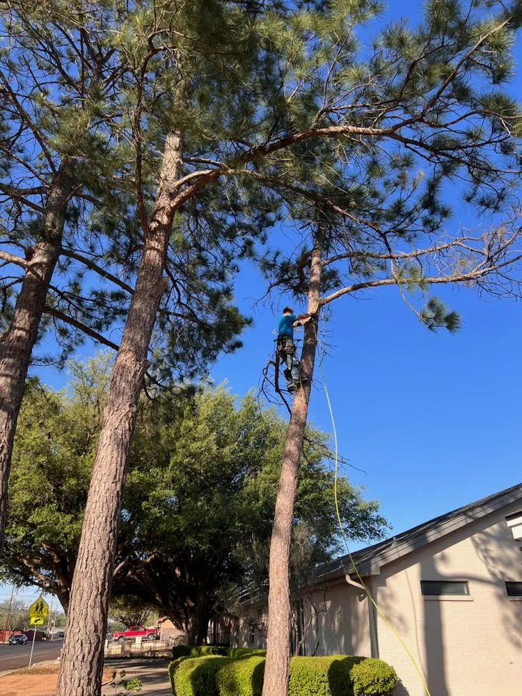 Trusted lawn care service in Midland, TX by Stones Lawn & Tree