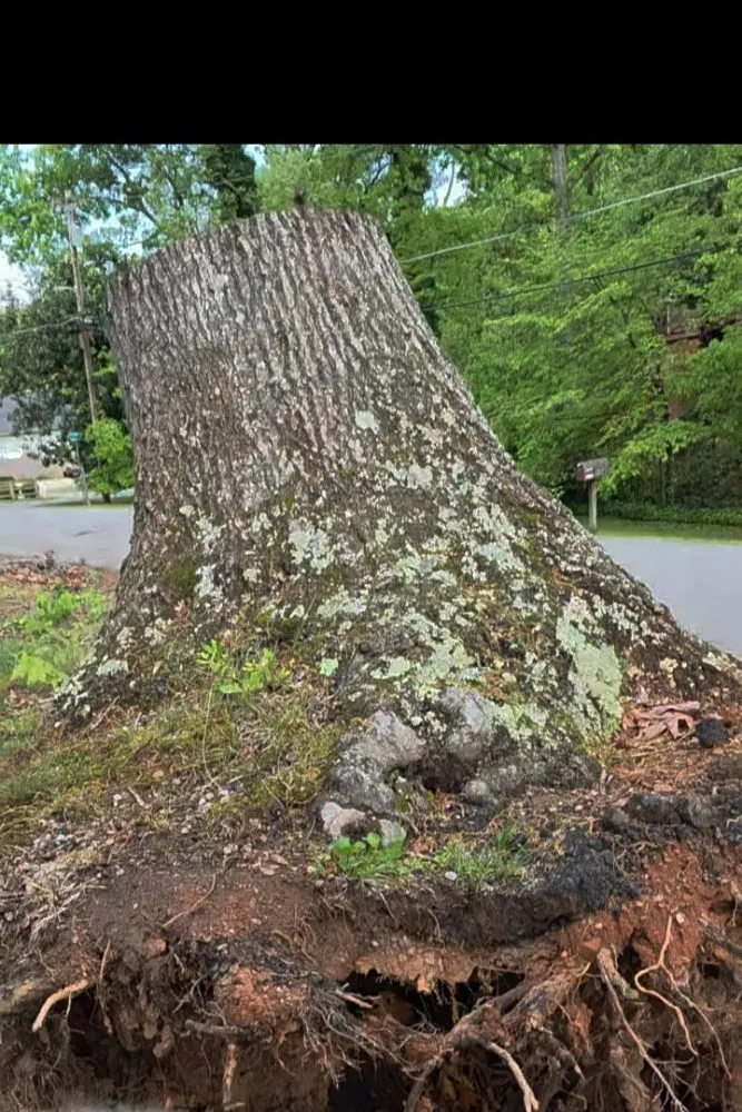 Reliable outdoor landscaping experts serving Taylors, SC - Stone's Stump Grinding