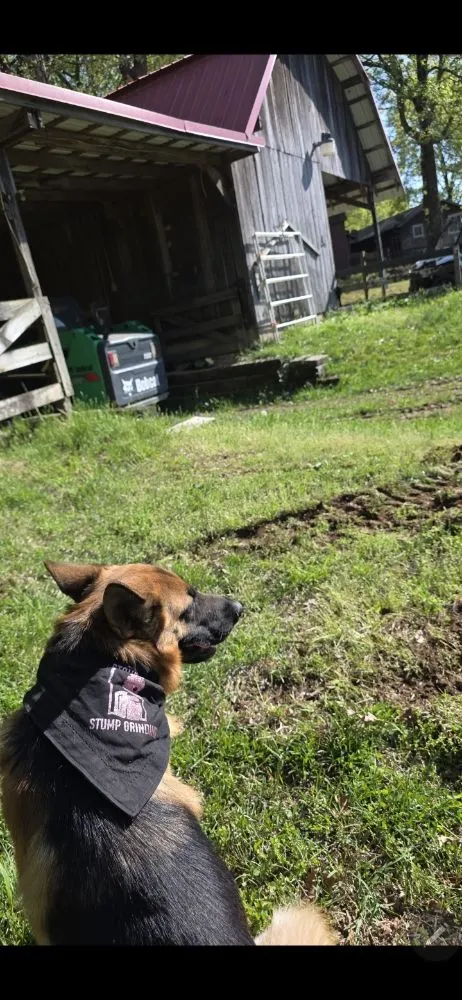 Professional landscape design for homes across Taylors, SC - Stone's Stump Grinding