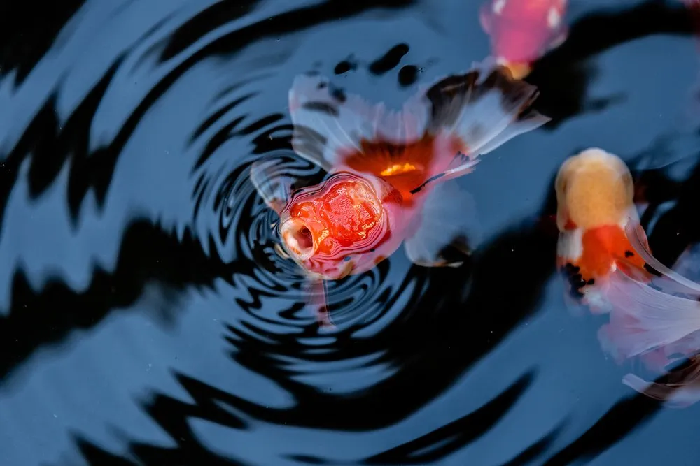 Affordable yard maintenance near you across Las Vegas, NV - Stonewall Creek