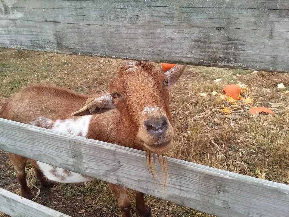 Local lawn mowing service for year-round maintenance in Mystic, CT by Stonington Gardens