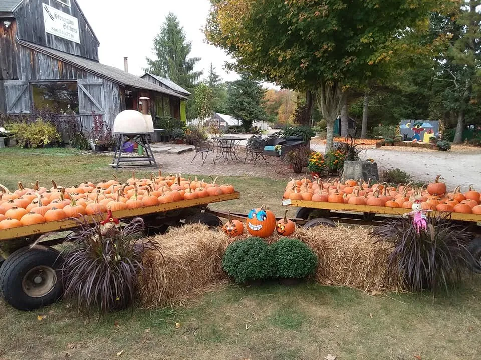 Top-rated yard cleanup service for residential properties across Mystic, CT - Stonington Gardens