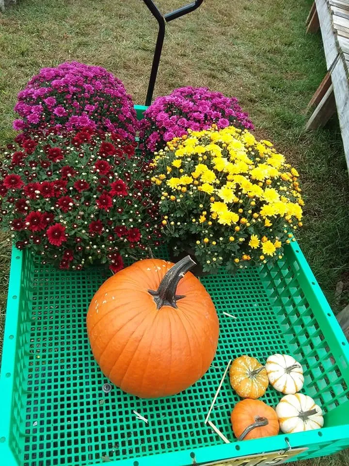 Affordable landscaping services in Mystic, CT - Stonington Gardens