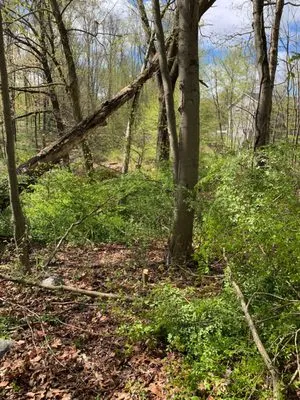 Stony Hill Landscaping