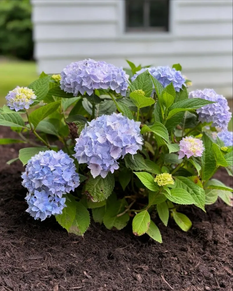 Professional garden landscaping near you in Delmar, NY by Stony Hill Landscaping