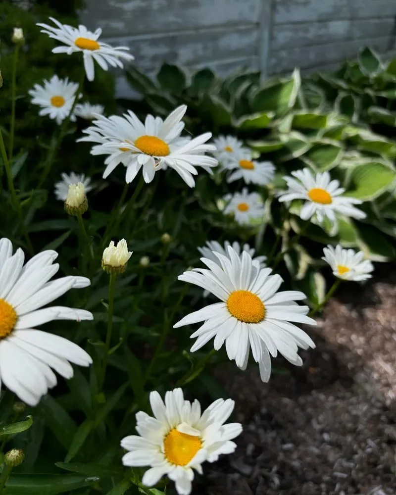 Trusted outdoor landscaping experts serving Delmar, NY - Stony Hill Landscaping