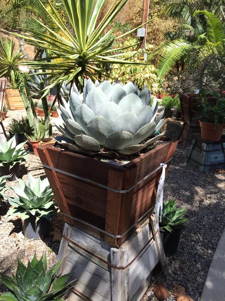 Reliable lawn mowing service with custom design in Corona, CA by Stop the Drop Landscape Designs