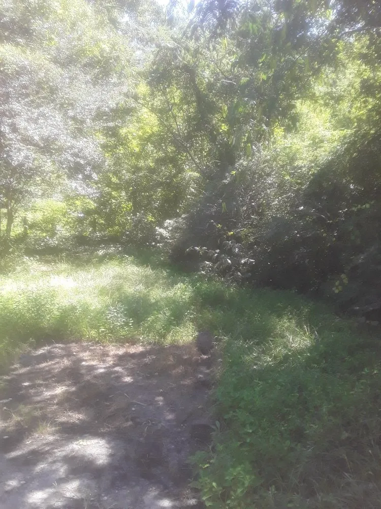 Trusted yard cleanup service in Fayetteville, NC by Stop Us Enterprise